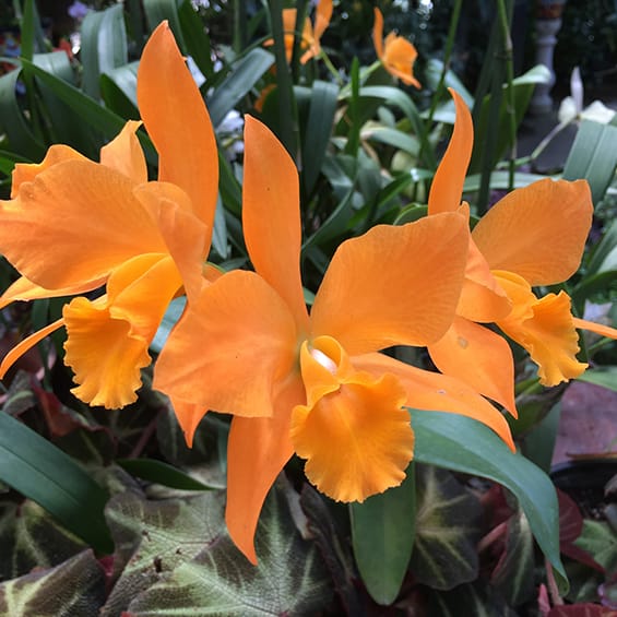 Photo of an orange flowering plant at Edmonton West Massage Therapy Clinic